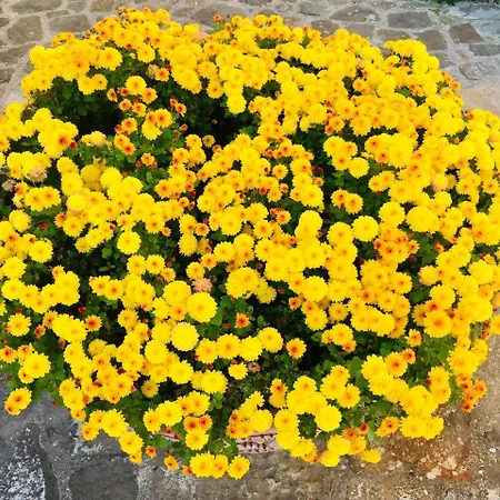 Piombaia Alloggio per agriturismo